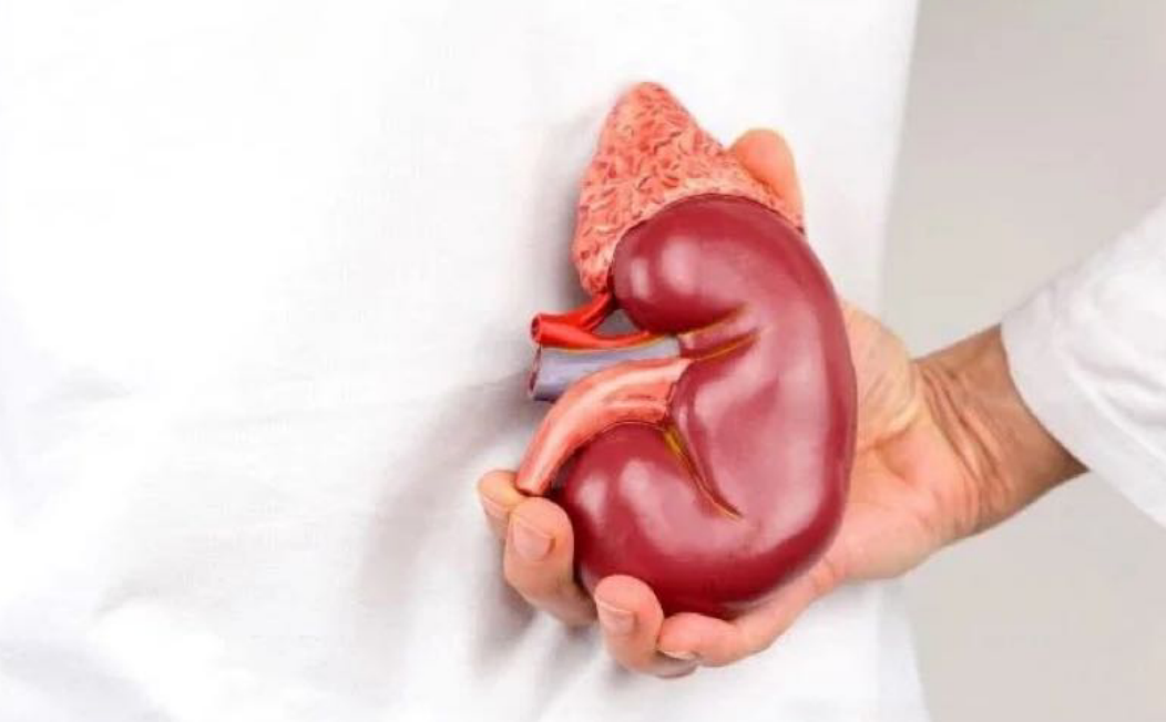 Relevant knowledge about kidney health